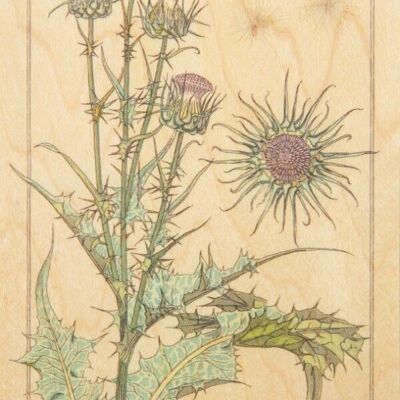 Wooden postcard - bnf bis thistle flowers