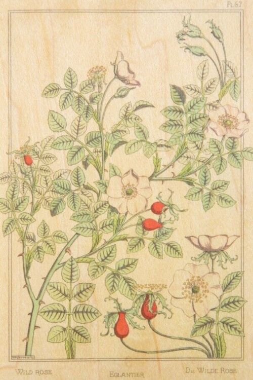 Carte postale en bois - bnf fleurs églantier