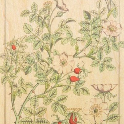Carte postale en bois - bnf fleurs églantier