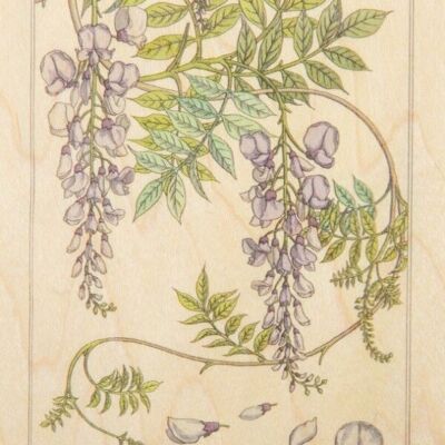 Cartolina in legno - fiori di glicine bnf