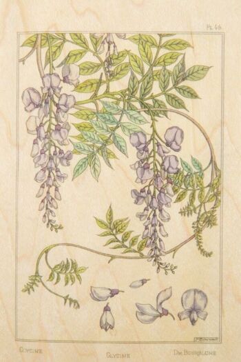 Carte postale en bois - bnf fleurs glycine