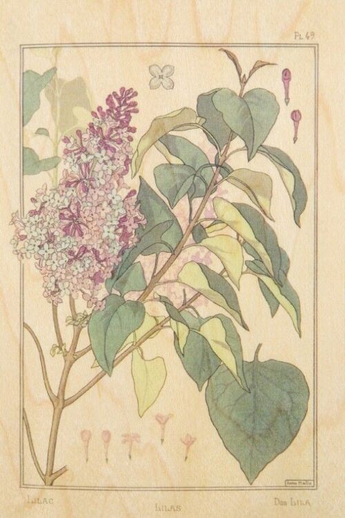 Carte postale en bois - bnf fleurs lilas
