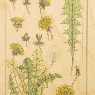 Cartolina in legno - fiori di tarassaco bnf