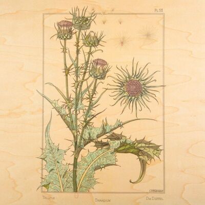 Wooden poster- bnf thistle flowers