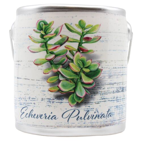20Oz Farm Fresh Candle (Succulents)- Echeveria Pulvinata