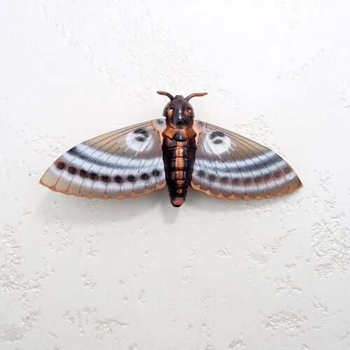 Tiger Belly Moth Large