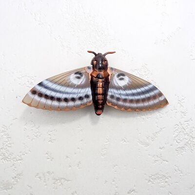 Tiger Belly Moth Large