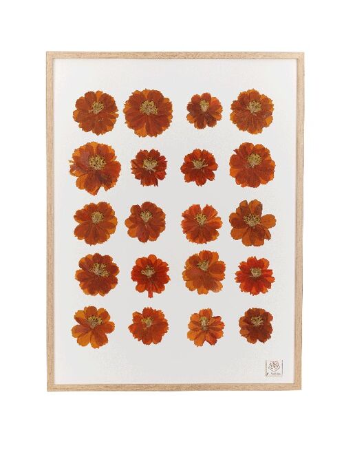 Herbier de fleurs séchées - Cosmos orange