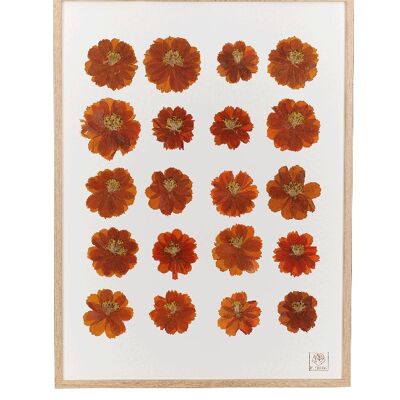 Herbier de fleurs séchées - Cosmos orange