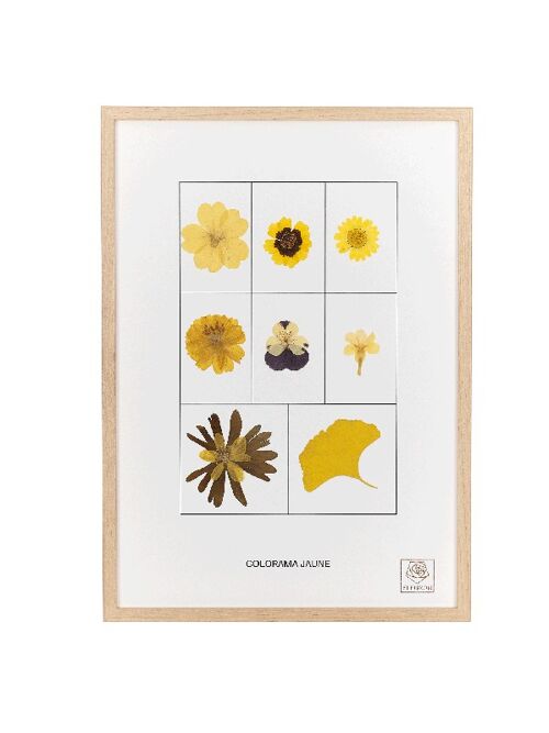 Herbier de fleurs séchées - Le jaune - Colorama