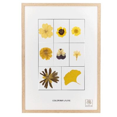 Herbier de fleurs séchées - Le jaune - Colorama