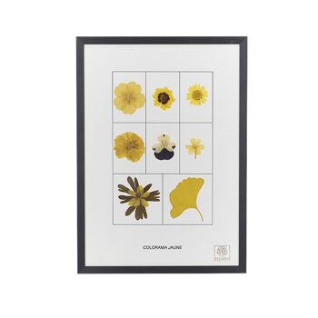 Herbier de fleurs séchées - Le jaune - Colorama 2