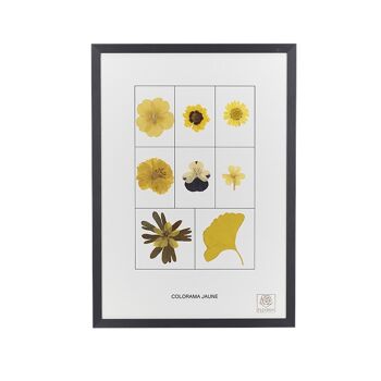 Herbier de fleurs séchées - Le jaune - Colorama 8