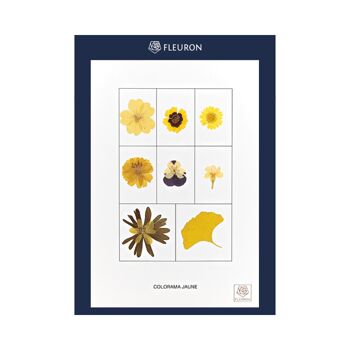 Herbier de fleurs séchées - Le jaune - Colorama 9