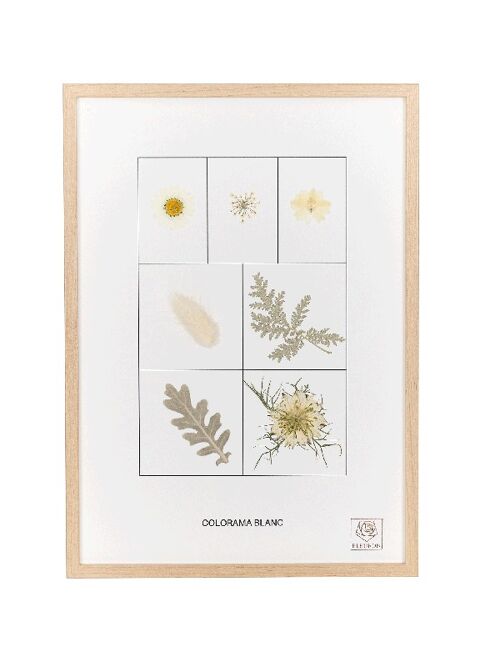 Herbier de fleurs séchées - Le blanc