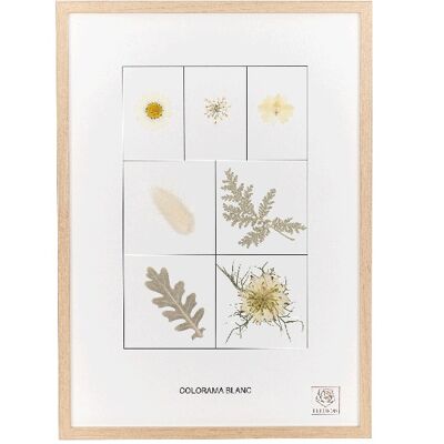 Herbier de fleurs séchées - Le blanc
