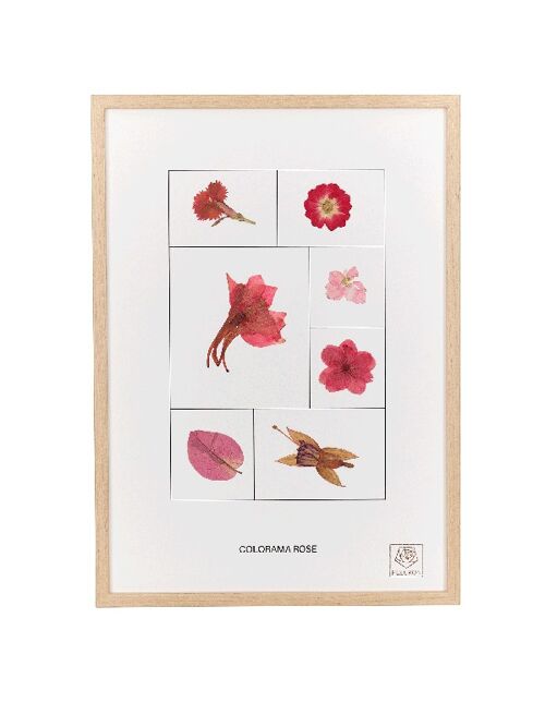 Herbier de fleurs séchées - Le Rose - Colorama