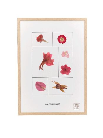 Herbier de fleurs séchées - Le Rose - Colorama 1