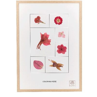 Herbier de fleurs séchées - Le Rose - Colorama