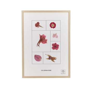 Herbier de fleurs séchées - Le Rose - Colorama 8
