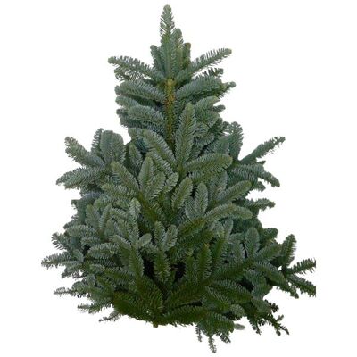 Nobilis Noël vert - 5kg