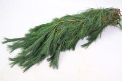Buisson de paille de Pinus - 75 cm