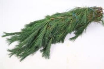 Buisson de paille de Pinus - 75 cm 1