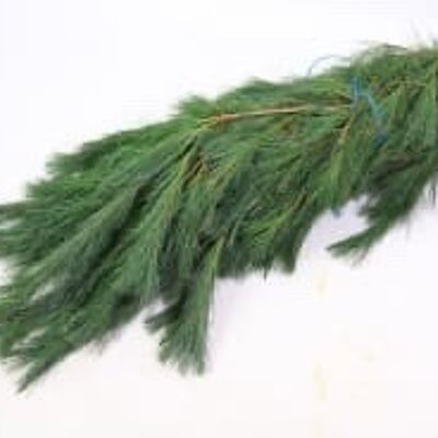 Pinus-Strohstrauch - 75 cm
