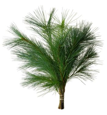 Buisson de paille de Pinus - 75 cm 2