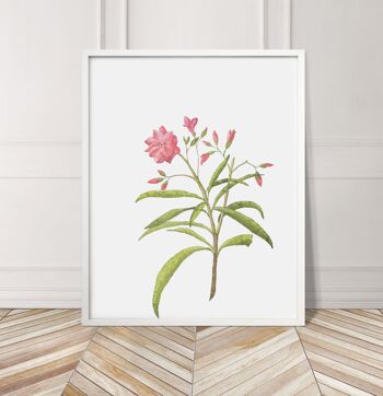 Imprimé Floral Plante Rose - 30x40 pouces/75x100cm - Cadre Blanc 3