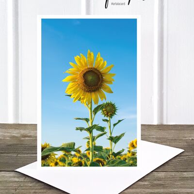 Life in Pic's Foto-Klappkarte: Sunflower
