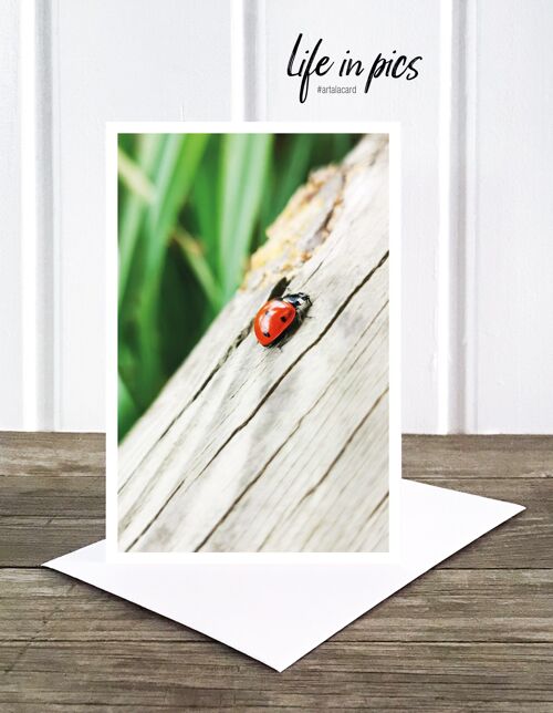 Life in Pic's Foto-Klappkarte: Ladybug