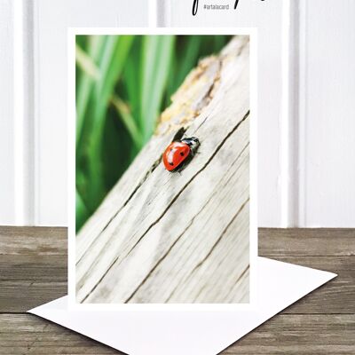 Cartolina fotografica piegata Life in Pic: Ladybug