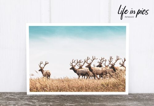 Life in Pic's Foto-Postkarte: Leader deer