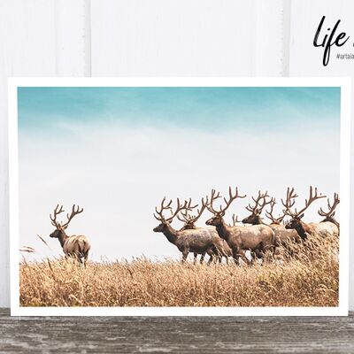 La cartolina fotografica di Life in Pic: Leader deer