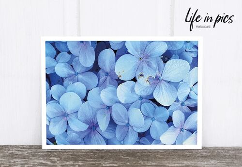Life in Pic's Foto-Postkarte: Hydrangea