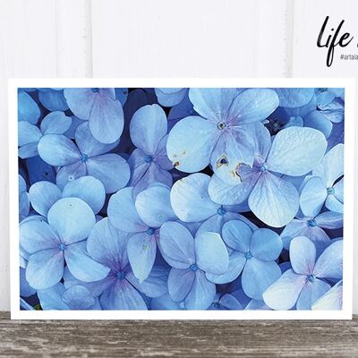 La vida en la postal fotográfica de Pic: Hydrangea