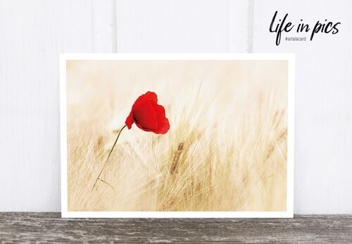 Life in Pic's Foto-Postkarte: Poppy