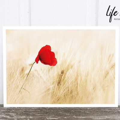 Life in Pic's Foto-Postkarte: Poppy