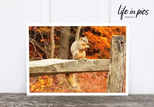 Life in Pic's Foto-Postkarte: Squirrel