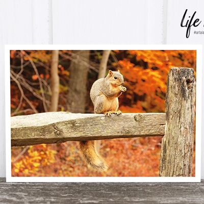 La vie dans la carte postale photo de Pic : Écureuil