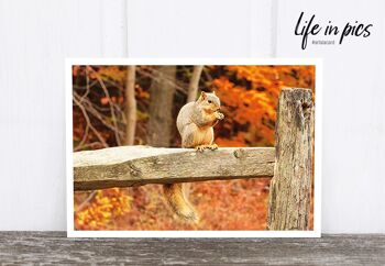 La vie dans la carte postale photo de Pic : Écureuil