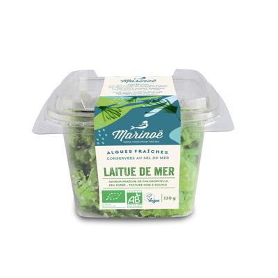 SEA LETTUCE (fresh product)