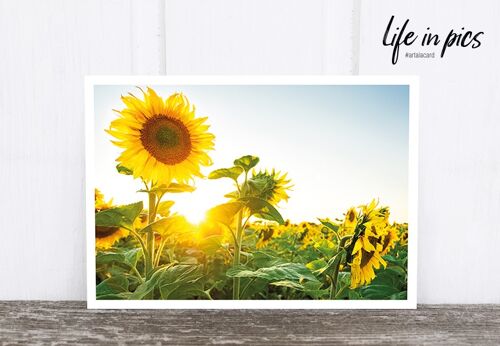 Life in Pic's Foto-Postkarte: Sunflower