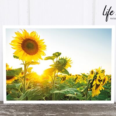 Life in Pic's photo postcard: Sunflower