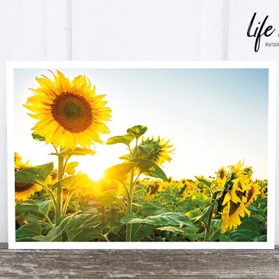 Life in Pic's Foto-Postkarte: Sunflower