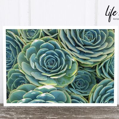 Life in Pic's Foto-Postkarte: Succulents