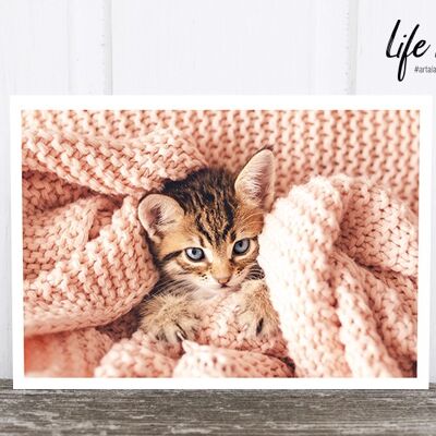 Life in Pic's Foto-Postkarte: Kitten with blanket