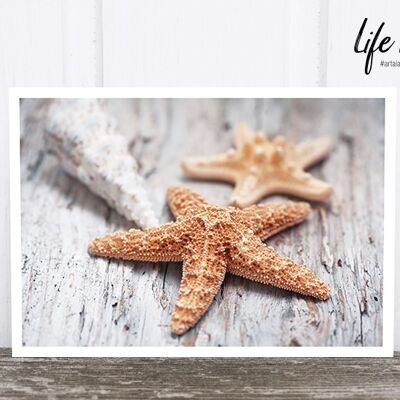 La vida en la postal fotográfica de Pic: estrella de mar