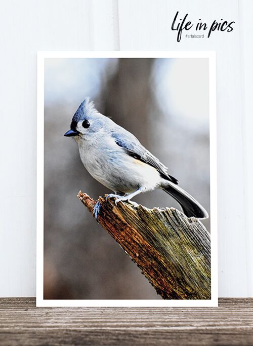 Life in Pic's Foto-Postkarte: Bird